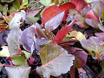 Bergenia Overture