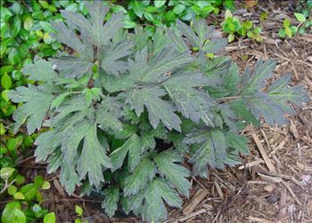 Cimicifuga simplex 'Brunette'