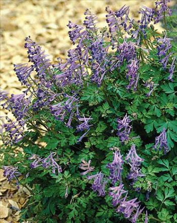 Corydalis Blackberry Wine