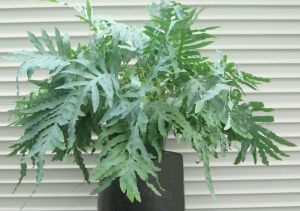Phlebodium 'Blue Star'