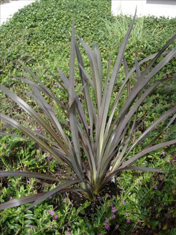 Phormium 'Black Rage'