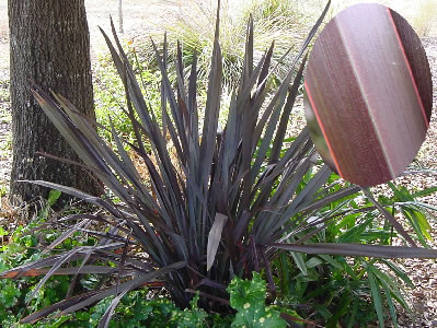 Phormium tenax 'Atropurpureum'