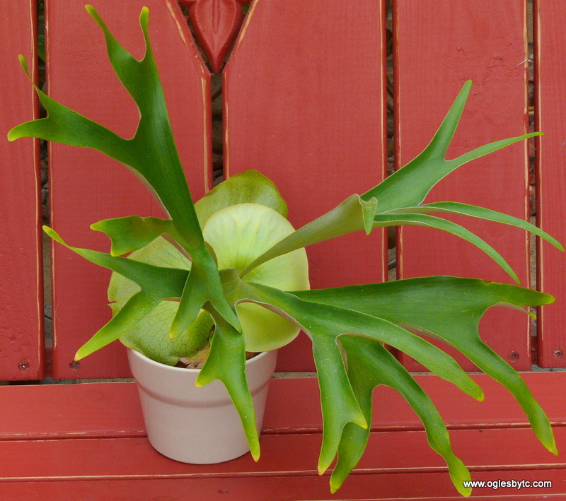 Platycerum madagascar