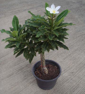 Plumeria-Dwarf White