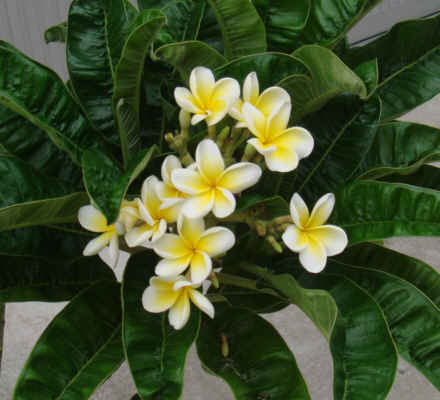 Plumeria-Dwarf yellow