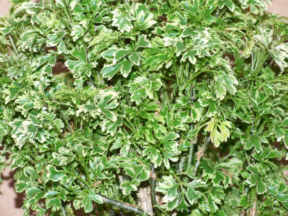 Polyscia dwarf variegata closeup