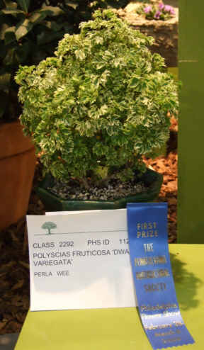 Polyscias fruiticosa dwarf variegata