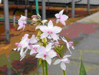 Spathoglottis plicata Lavender
