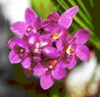 Spathoglottis plicata Purple