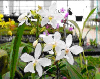 Spathoglottis plicata White