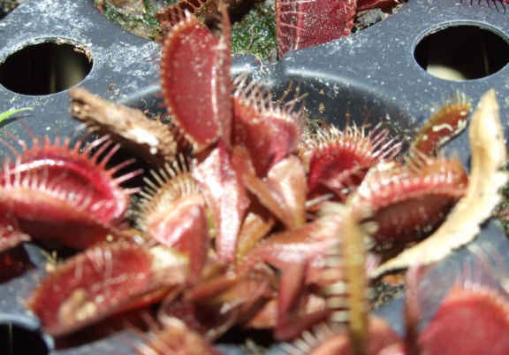 VFT Akai Ryu