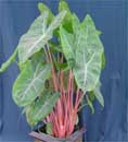 Alocasia 'Aurora'
