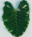 Alocasia macrorhizza