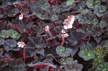 Begonia 'Black Fancy'