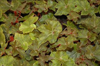 Begonia Fascinating Rhythm