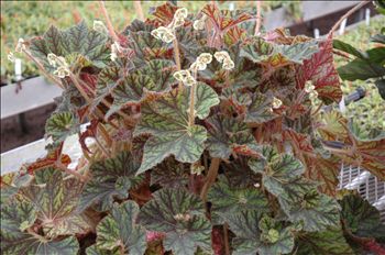 Begonia 'Wild Pony'