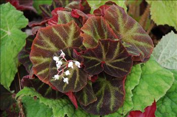 Begonia mutata