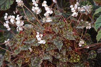 Begonia 'Little Darling'