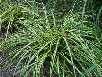 Carex 'Evergold'