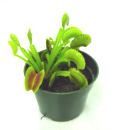 VFT 'Dente'