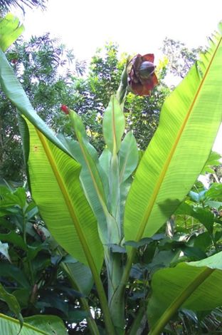 Ensete superbum