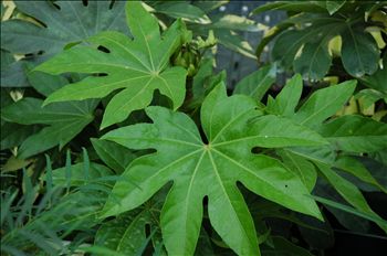 Fatsia japonica Green