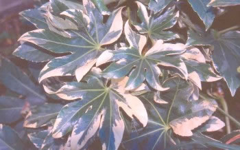 Fatsia japonica 'Variegata'