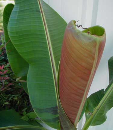 Musa 'sikkimensis'