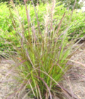 Pennisetum setaceum 'Dwarf Rudrum'