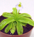 P primuliflora